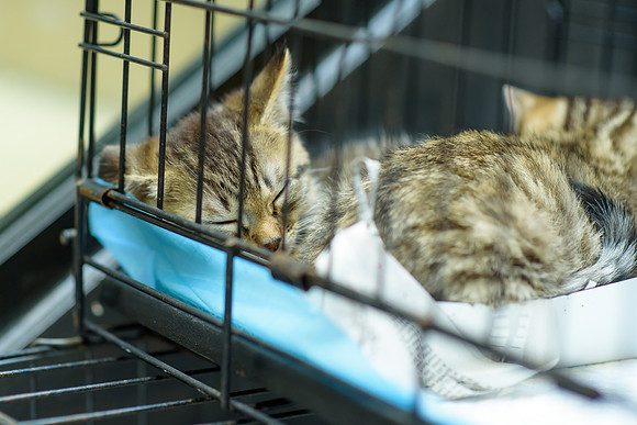 Pet Adoption Day2024_0155