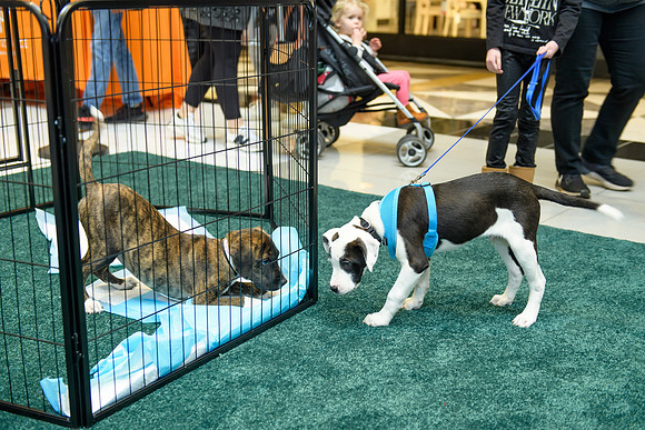 Pet Adoption Day2024_0156