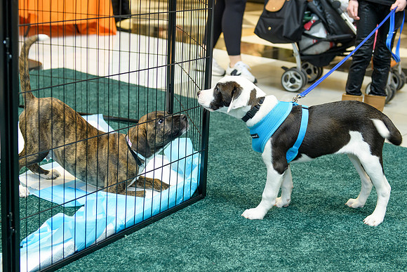 Pet Adoption Day2024_0157