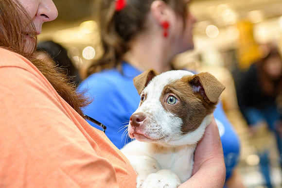 Pet Adoption Day2024_0165