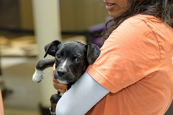 Pet Adoption Day2024_0167