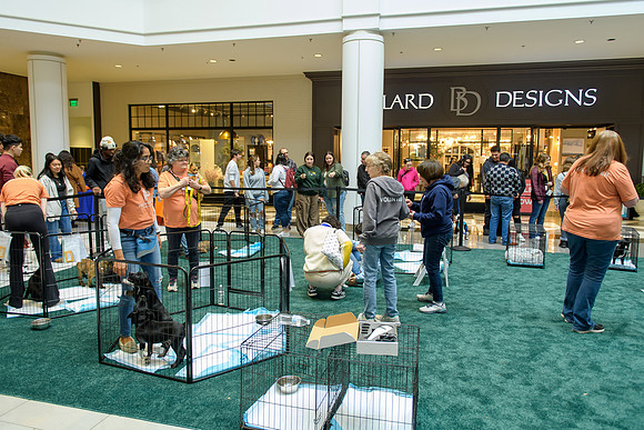 Pet Adoption Day2024_0180