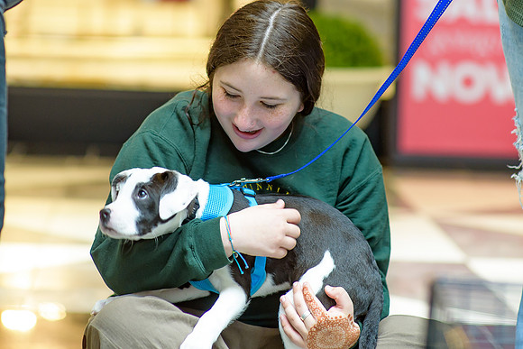 Pet Adoption Day2024_0185