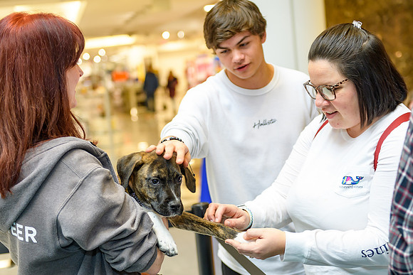 Pet Adoption Day2024_0186