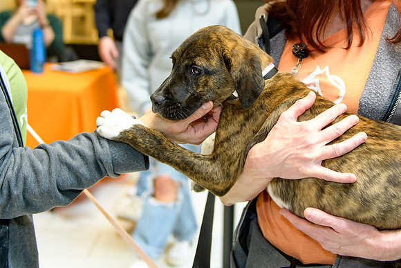 Pet Adoption Day2024_0187