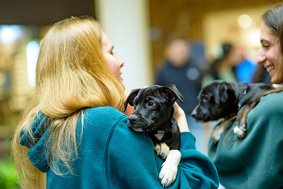 Pet Adoption Day2024_0189