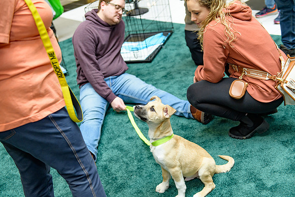 Pet Adoption Day2024_0192