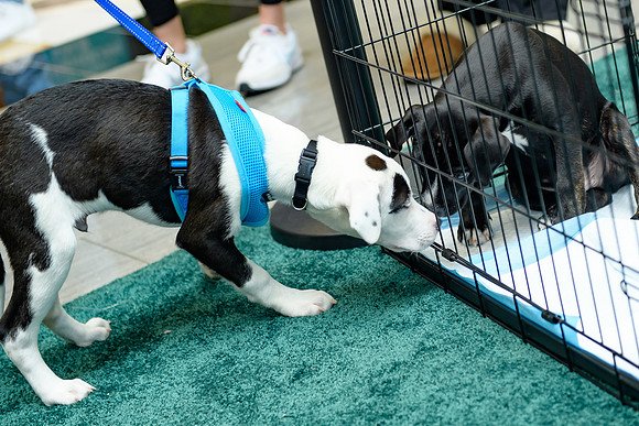 Pet Adoption Day2024_0194
