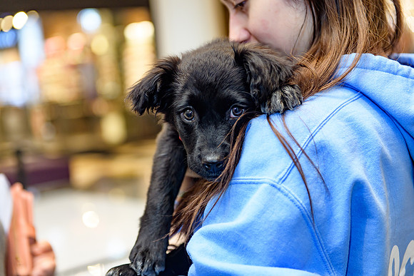 Pet Adoption Day2024_0207