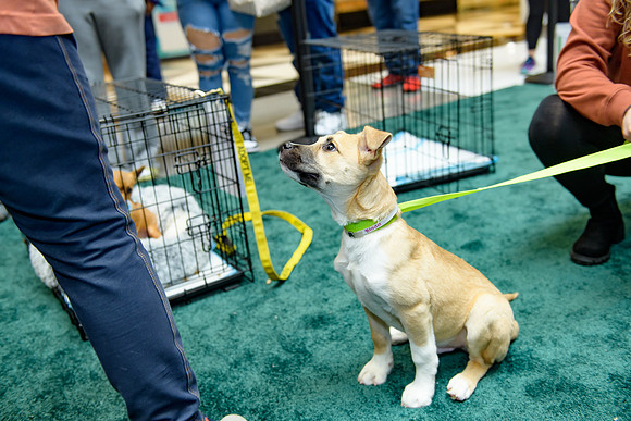 Pet Adoption Day2024_0208