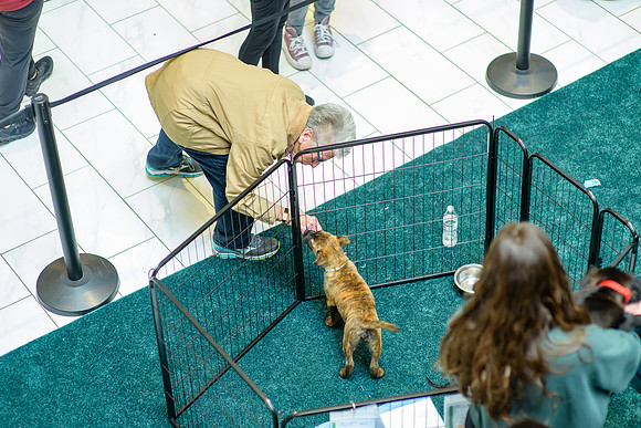 Pet Adoption Day2024_0218