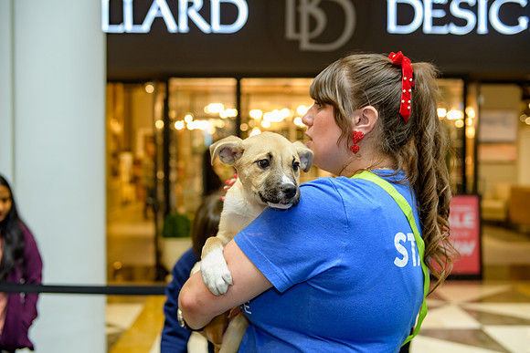 Pet Adoption Day2024_0220