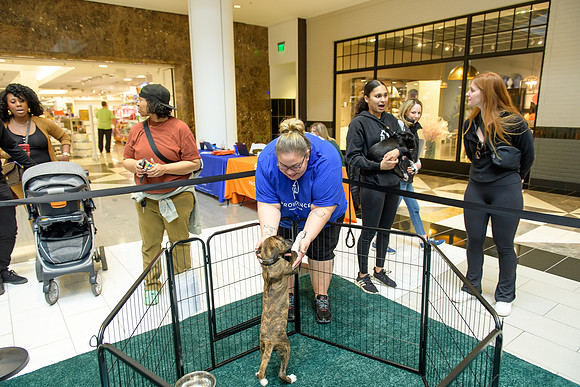Pet Adoption Day2024_0223