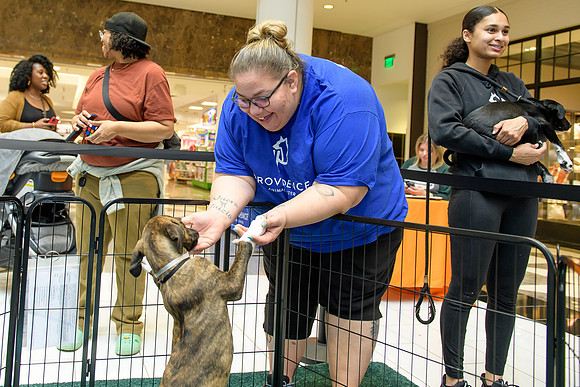 Pet Adoption Day2024_0224