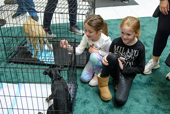 Pet Adoption Day2024_0233