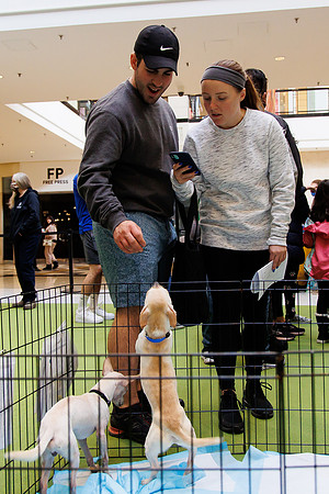 Adopt-Pet-KOP-Simon_0136