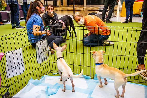 Adopt-Pet-KOP-Simon_0155