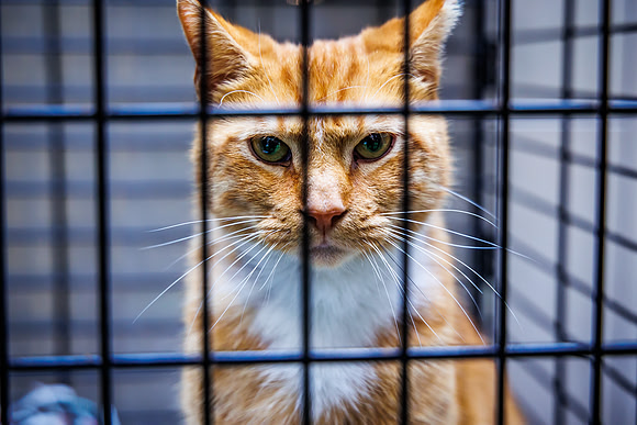 Adopt-Pet-KOP-Simon_0036
