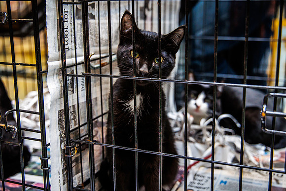Adopt-Pet-KOP-Simon_0028