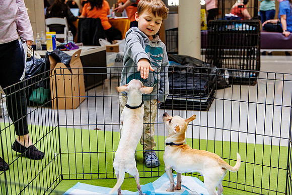 Adopt-Pet-KOP-Simon_0199