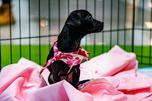 Adopt-Pet-KOP-Simon_0166