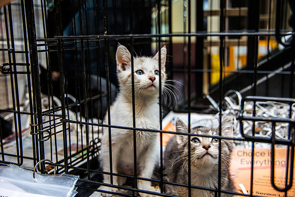Adopt-Pet-KOP-Simon_0025