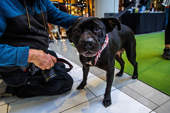 Adopt-Pet-KOP-Simon_0139