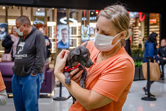 Adopt-Pet-KOP-Simon_0157