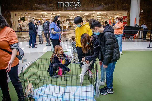 Adopt-Pet-KOP-Simon_0180