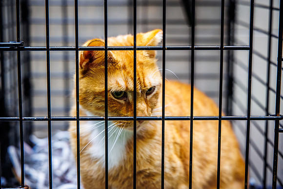 Adopt-Pet-KOP-Simon_0034
