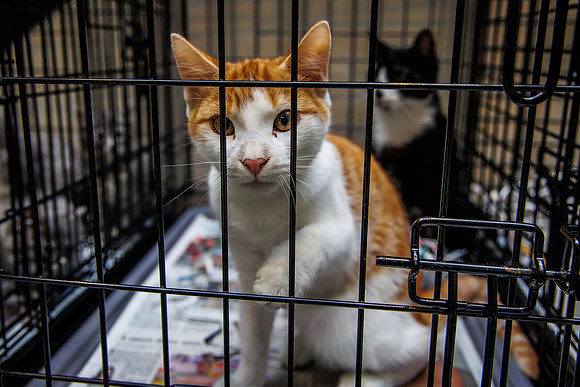 Adopt-Pet-KOP-Simon_0018