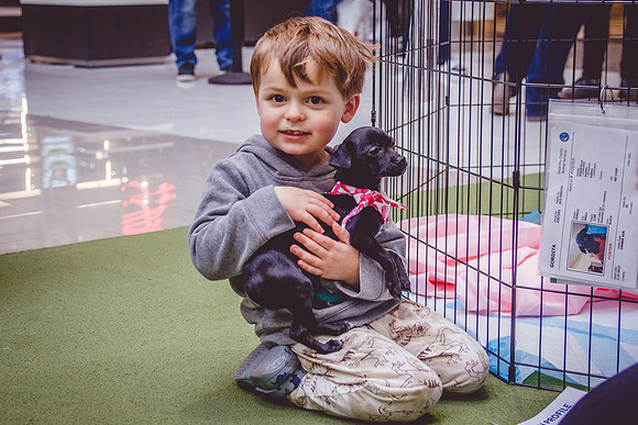 Adopt-Pet-KOP-Simon_0170