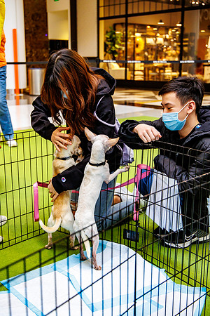 Adopt-Pet-KOP-Simon_0194