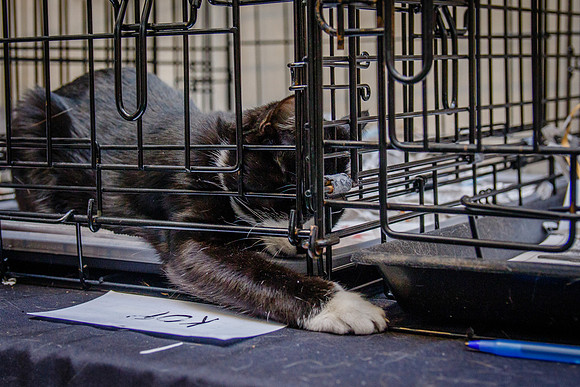 Adopt-Pet-KOP-Simon_0161