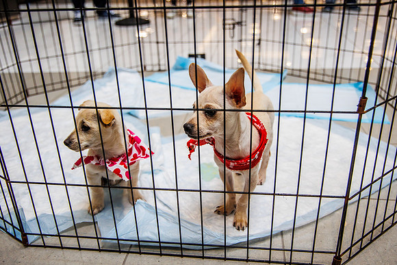 Adopt-Pet-KOP-Simon_0015