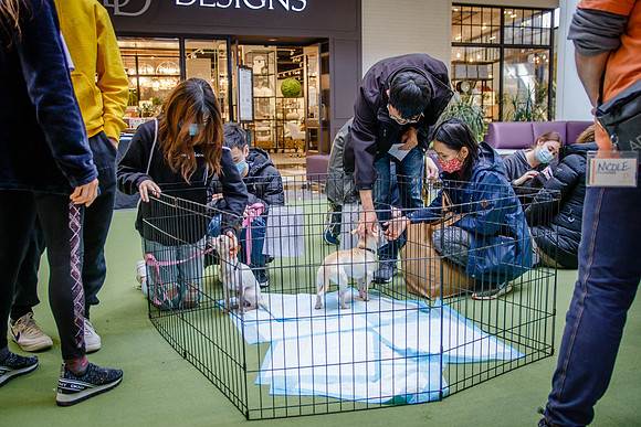 Adopt-Pet-KOP-Simon_0188