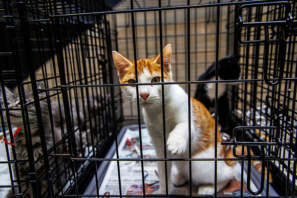 Adopt-Pet-KOP-Simon_0020