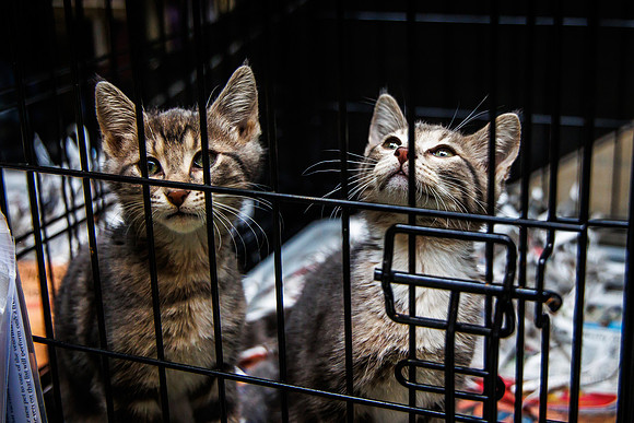 Adopt-Pet-KOP-Simon_0023