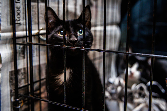 Adopt-Pet-KOP-Simon_0026