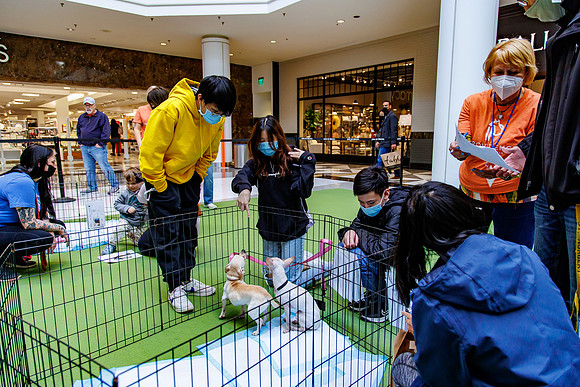 Adopt-Pet-KOP-Simon_0191