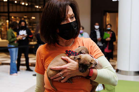 Adopt-Pet-KOP-Simon_0011