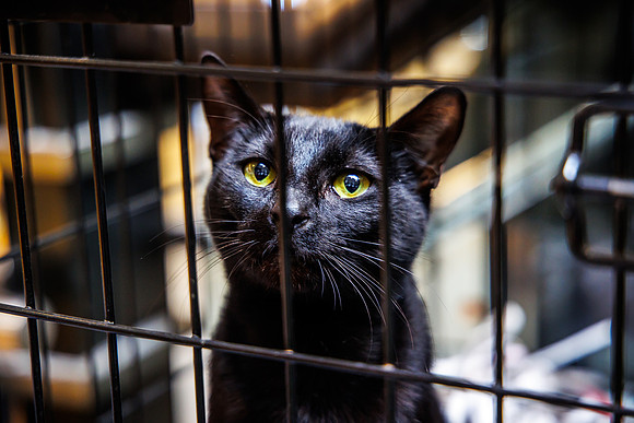 Adopt-Pet-KOP-Simon_0032