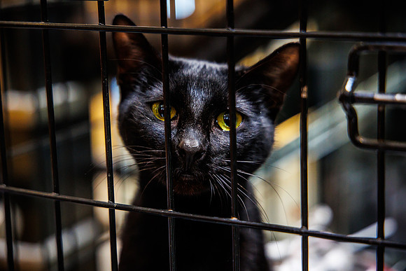 Adopt-Pet-KOP-Simon_0031