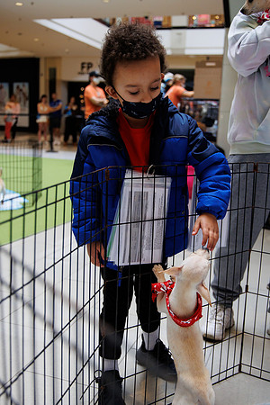 Adopt-Pet-KOP-Simon_0044