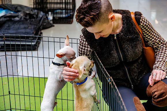 Adopt-Pet-KOP-Simon_0202
