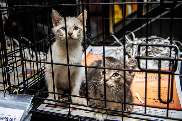 Adopt-Pet-KOP-Simon_0024