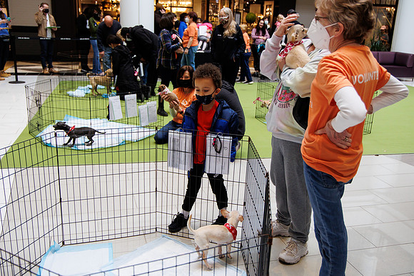 Adopt-Pet-KOP-Simon_0040
