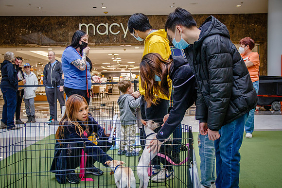 Adopt-Pet-KOP-Simon_0183