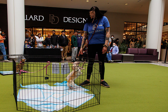 Adopt-Pet-KOP-Simon_0009