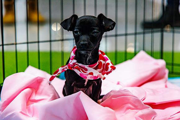 Adopt-Pet-KOP-Simon_0167
